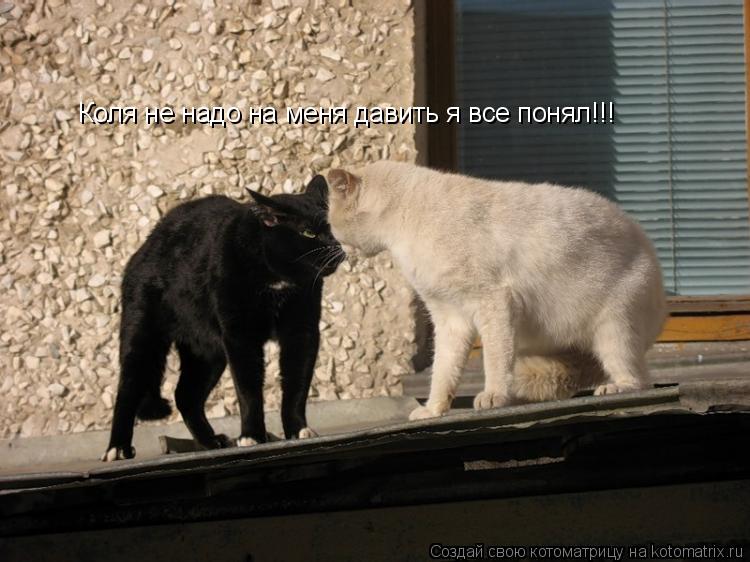 Коля не надо на меня давить я все понял!!!... Котоматрица: Коля не надо на меня давить я все понял!!!