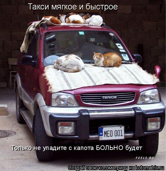 Такси мягкое и быстрое Только не упадите с капота БОЛЬНО будет... Котоматрица: Такси мягкое и быстрое Только не упадите с капота БОЛЬНО будет