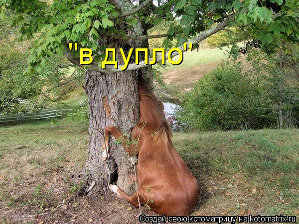 "в дупло"... Котоматрица: "в дупло"