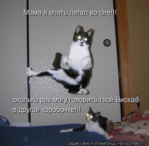 Мама я опять летал во сне!!! сколько раз могу говорить твой Вискас в другой коробочке!!!... Котоматрица: Мама я опять летал во сне!!! сколько раз могу говорить твой Вискас в другой коробочке!!!