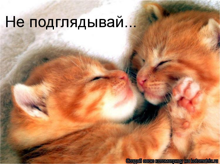 Не подглядывай...... Котоматрица: Не подглядывай...