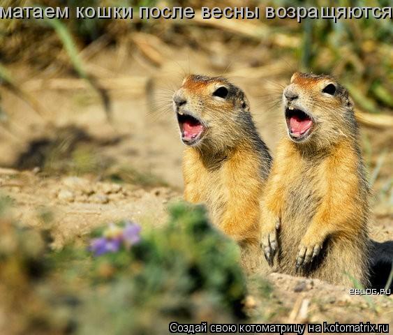 матаем кошки после весны возращяются... Котоматрица: матаем кошки после весны возращяются