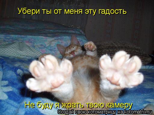 Убери ты от меня эту гадость Не буду я жрать твою камеру... Котоматрица: Убери ты от меня эту гадость Не буду я жрать твою камеру