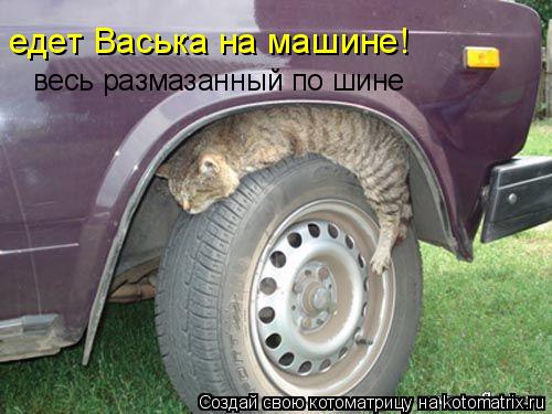 весь размазанный по шине едет Васька на машине!... Котоматрица: весь размазанный по шине едет Васька на машине!