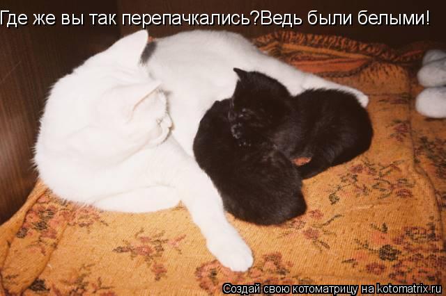 Где же вы так перепачкались?Ведь были белыми!... Котоматрица: Где же вы так перепачкались?Ведь были белыми!