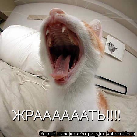 ЖРААААААТЬ!!!!... Котоматрица: ЖРААААААТЬ!!!!
