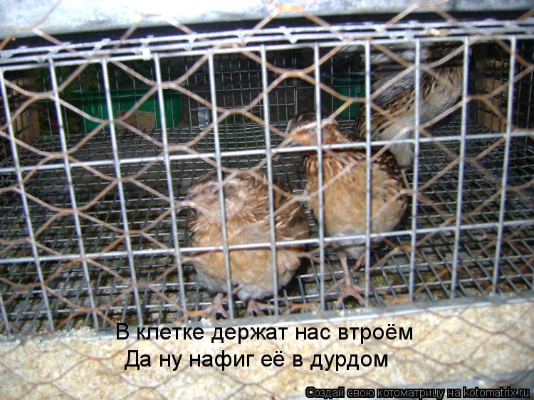 В клетке держат нас втроём Да ну нафиг её в дурдом... Котоматрица: В клетке держат нас втроём Да ну нафиг её в дурдом