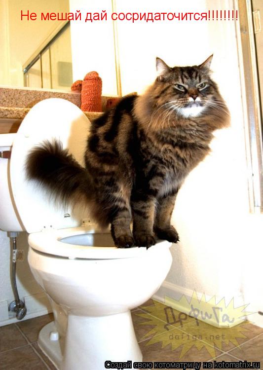 Не мешай дай сосридаточится!!!!!!!!... Котоматрица: Не мешай дай сосридаточится!!!!!!!!