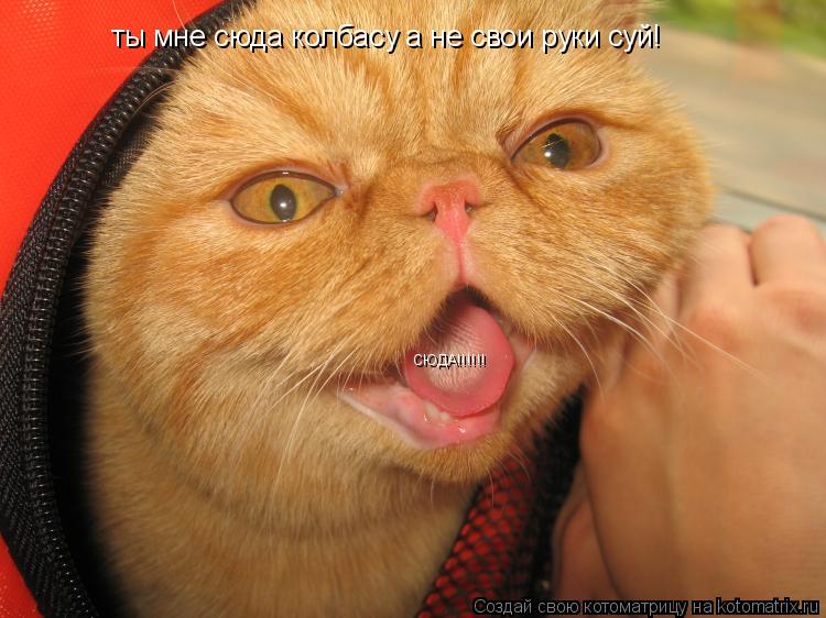 ты мне сюда колбасу а не свои руки суй! СЮДА!!!!!!... Котоматрица: ты мне сюда колбасу а не свои руки суй! СЮДА!!!!!!