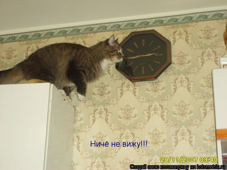 Ничё не вижу!!!... Котоматрица: Ничё не вижу!!!