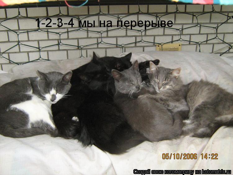 1-2-3-4 мы на перерыве... Котоматрица: 1-2-3-4 мы на перерыве