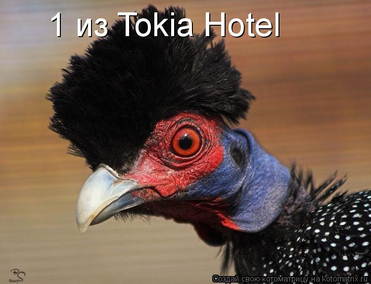 Котоматрица: 1 из Tokia Hotel