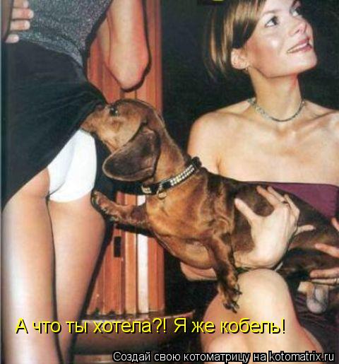 А что ты хотела?! Я же кобель!... Котоматрица: А что ты хотела?! Я же кобель!