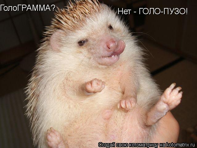 ГолоГРАММА? Нет - ГОЛО-ПУЗО!... Котоматрица: ГолоГРАММА? Нет - ГОЛО-ПУЗО!