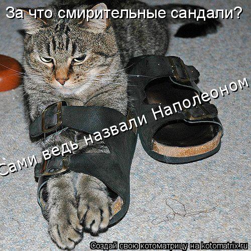 За что смирительные сандали? Сами ведь назвали Наполеоном... Котоматрица: За что смирительные сандали? Сами ведь назвали Наполеоном