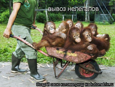 вывоз нелегалов... Котоматрица: вывоз нелегалов