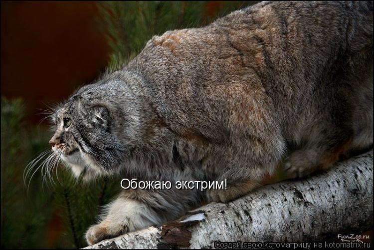 Котоматрица: Обожаю экстрим!