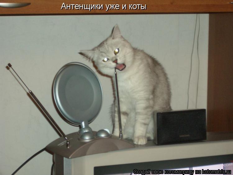 Антенщики уже и коты... Котоматрица: Антенщики уже и коты