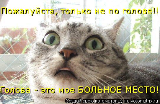 Пожалуйста, только не по голове!! Голова - это мое БОЛЬНОЕ МЕСТО!... Котоматрица: Пожалуйста, только не по голове!! Голова - это мое БОЛЬНОЕ МЕСТО!