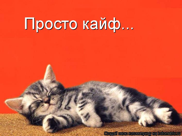 Просто кайф...... Котоматрица: Просто кайф...