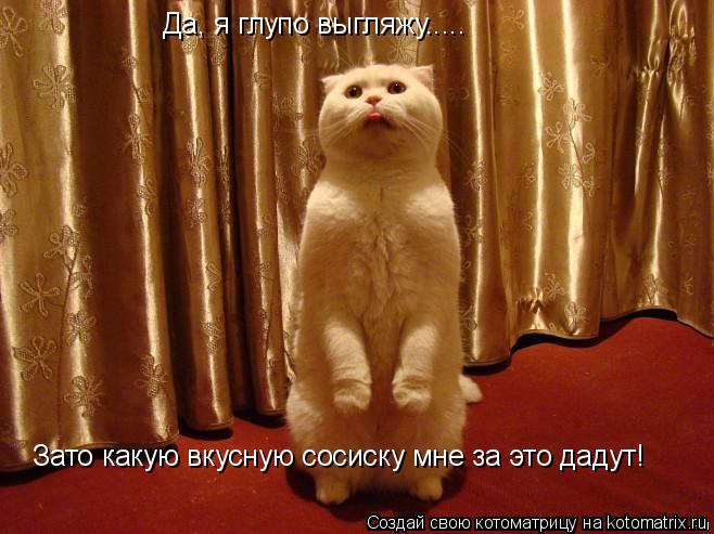 Да, я глупо выгляжу..... Зато какую вкусную сосиску мне за это дадут!... Котоматрица: Да, я глупо выгляжу..... Зато какую вкусную сосиску мне за это дадут!