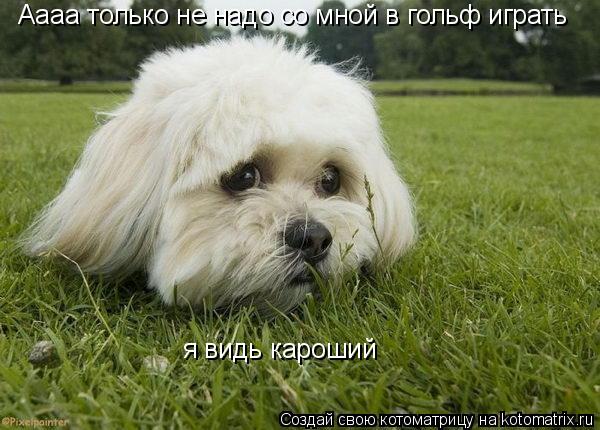 Аааа только не надо со мной в гольф играть я видь кароший... Котоматрица: Аааа только не надо со мной в гольф играть я видь кароший