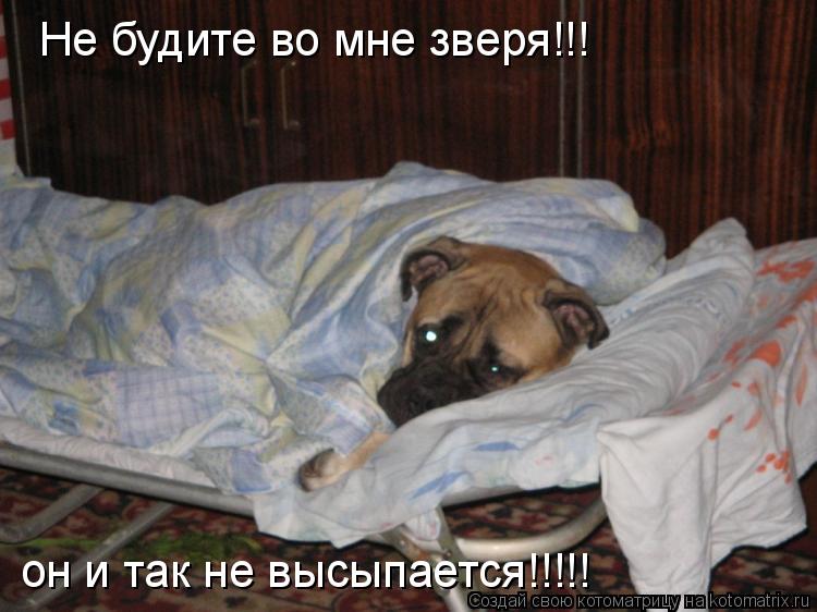 Не будите во мне зверя!!! он и так не высыпается!!!!!... Котоматрица: Не будите во мне зверя!!! он и так не высыпается!!!!!
