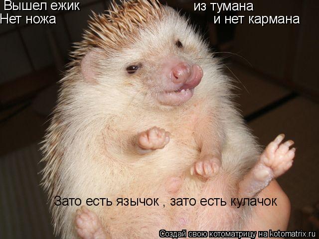 Котоматрица: Вышел ежик из тумана Нет ножа и нет кармана Зато есть язычок , зато есть кулачок