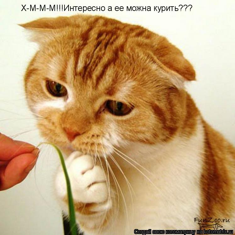 Х-М-М-М!!!Интересно а ее можна курить???... Котоматрица: Х-М-М-М!!!Интересно а ее можна курить???