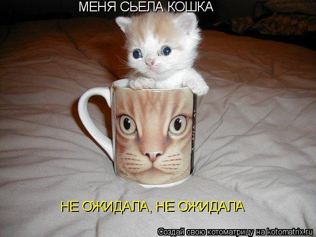 МЕНЯ СЬЕЛА КОШКА НЕ ОЖИДАЛА, НЕ ОЖИДАЛА... Котоматрица: МЕНЯ СЬЕЛА КОШКА НЕ ОЖИДАЛА, НЕ ОЖИДАЛА