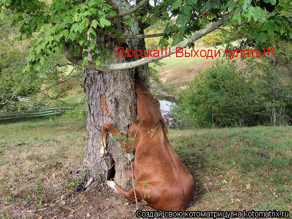 Люська!!! Выходи гулять!!!... Котоматрица: Люська!!! Выходи гулять!!!