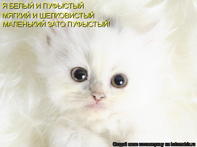 Котоматрица: Я БЕЛЫЙ И ПУФЫСТЫЙ МЯГКИЙ И ШЕЛКОВИСТЫЙ МАЛЕНЬКИЙ ЗАТО ПУФЫСТЫЙ!