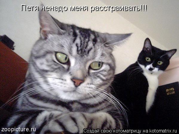 Петя ненадо меня расстраивать!!!... Котоматрица: Петя ненадо меня расстраивать!!!