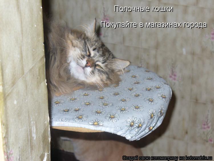 Полочные кошки Покупайте в магазинах города... Котоматрица: Полочные кошки Покупайте в магазинах города