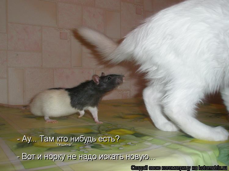 - Ау... Там кто нибудь есть? "тишина" - Вот и норку не надо искать новую...... Котоматрица: - Ау... Там кто нибудь есть? "тишина" - Вот и норку не надо искать новую...