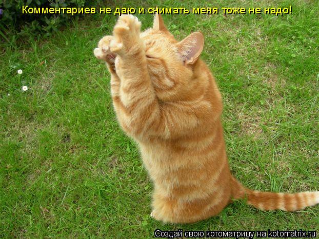 Комментариев не даю и снимать меня тоже не надо!... Котоматрица: Комментариев не даю и снимать меня тоже не надо!