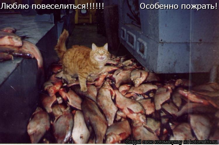 Котоматрица: Люблю повеселиться!!!!!!             Особенно пожрать!!!!!!!!!!!!!!!!!!