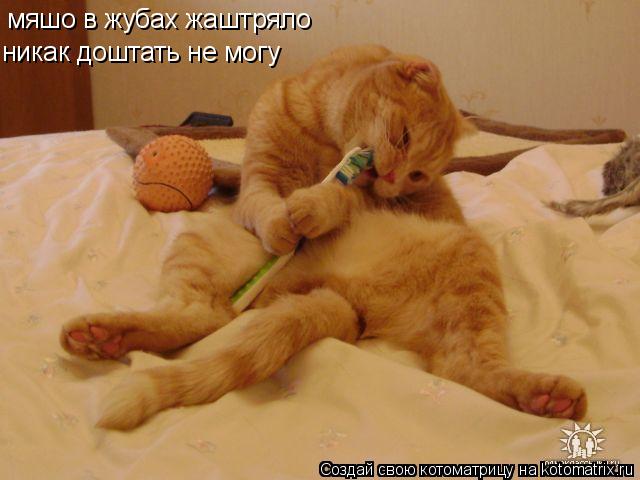 мяшо в жубах жаштряло никак доштать не могу... Котоматрица: мяшо в жубах жаштряло никак доштать не могу
