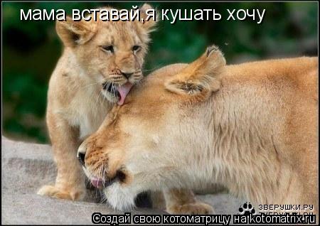 мама вставай,я кушать хочу... Котоматрица: мама вставай,я кушать хочу