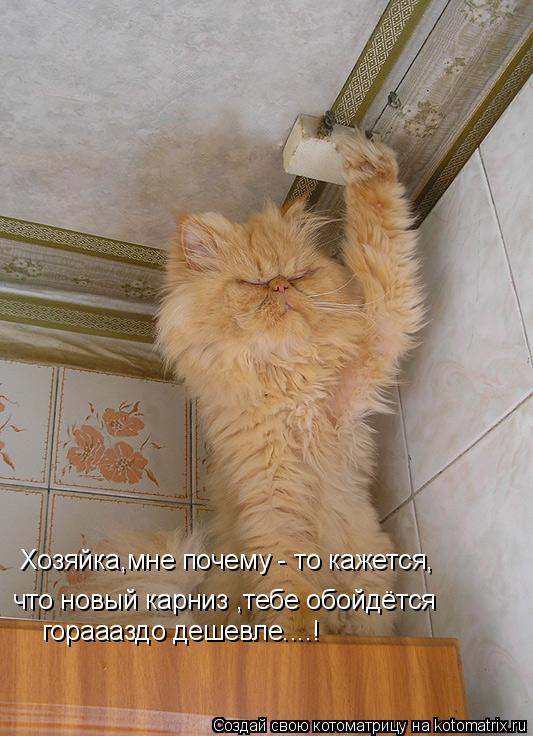 Хозяйка,мне почему - то кажется, что новый карниз ,тебе обойдётся гораааздо дешевле....!... Котоматрица: Хозяйка,мне почему - то кажется, что новый карниз ,тебе обойдётся гораааздо дешевле....!