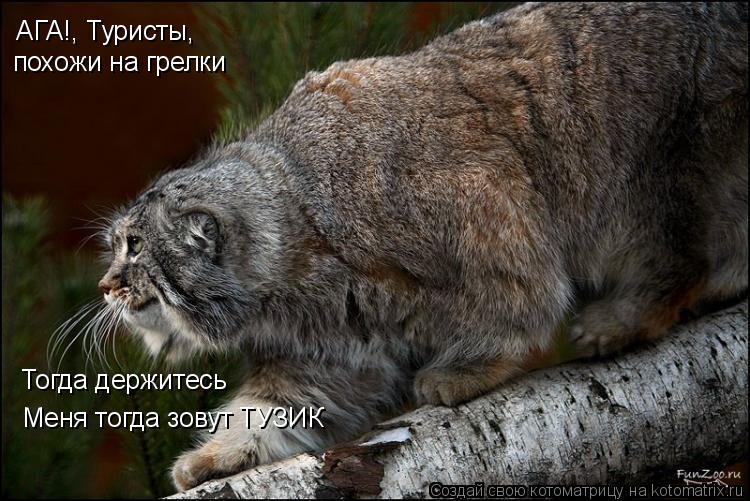 АГА!, Туристы, похожи на грелки Тогда держитесь Меня тогда зовут ТУЗИК... Котоматрица: АГА!, Туристы, похожи на грелки Тогда держитесь Меня тогда зовут ТУЗИК