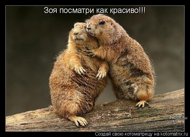 Зоя посматри как красиво!!!... Котоматрица: Зоя посматри как красиво!!!