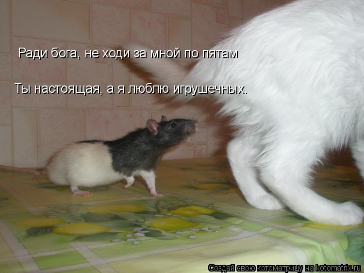 Ради бога, не ходи за мной по пятам Ради бога, не ходи за мной по пятам Ты настоящая, а я люблю игруш... Котоматрица: Ради бога, не ходи за мной по пятам Ради бога, не ходи за мной по пятам Ты настоящая, а я люблю игрушечных.