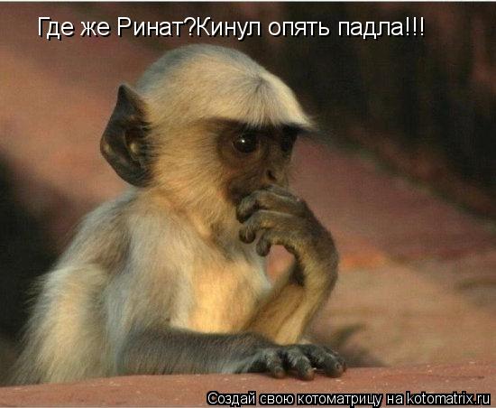 Где же Ринат?Кинул опять падла!!!... Котоматрица: Где же Ринат?Кинул опять падла!!!