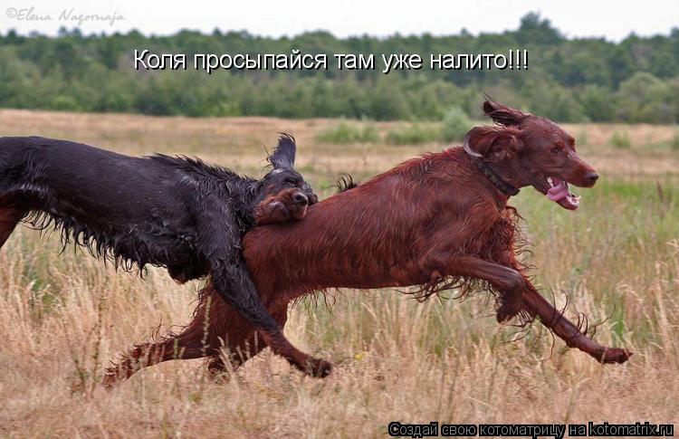 Коля просыпайся там уже налито!!!... Котоматрица: Коля просыпайся там уже налито!!!