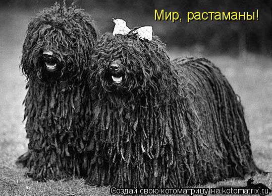 Мир, растаманы!... Котоматрица: Мир, растаманы!