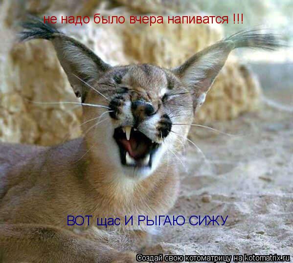 не надо было вчера напиватся !!! ВОТ щас И РЫГАЮ СИЖУ... Котоматрица: не надо было вчера напиватся !!! ВОТ щас И РЫГАЮ СИЖУ