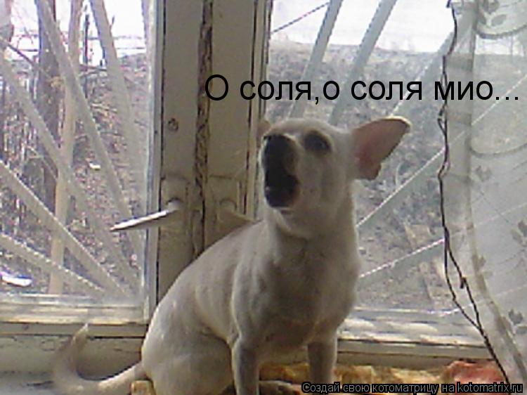 О соля,о соля мио...... Котоматрица: О соля,о соля мио...