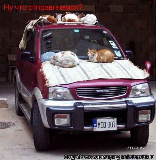 Ну что отправляемся?... Котоматрица: Ну что отправляемся?