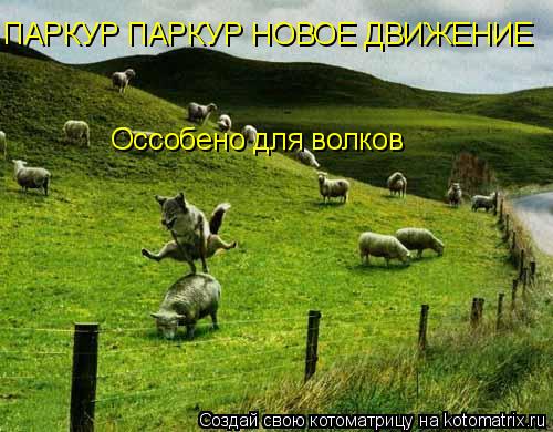 ПАРКУР ПАРКУР НОВОЕ ДВИЖЕНИЕ Оссобено для волков... Котоматрица: ПАРКУР ПАРКУР НОВОЕ ДВИЖЕНИЕ Оссобено для волков